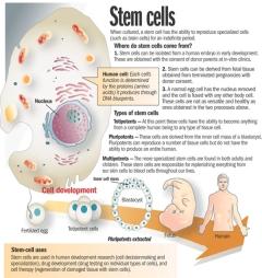 stem cel therapy